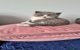 British Shorthair cats for sale: 4 Sweet PEDIGREE kittens - Image 26