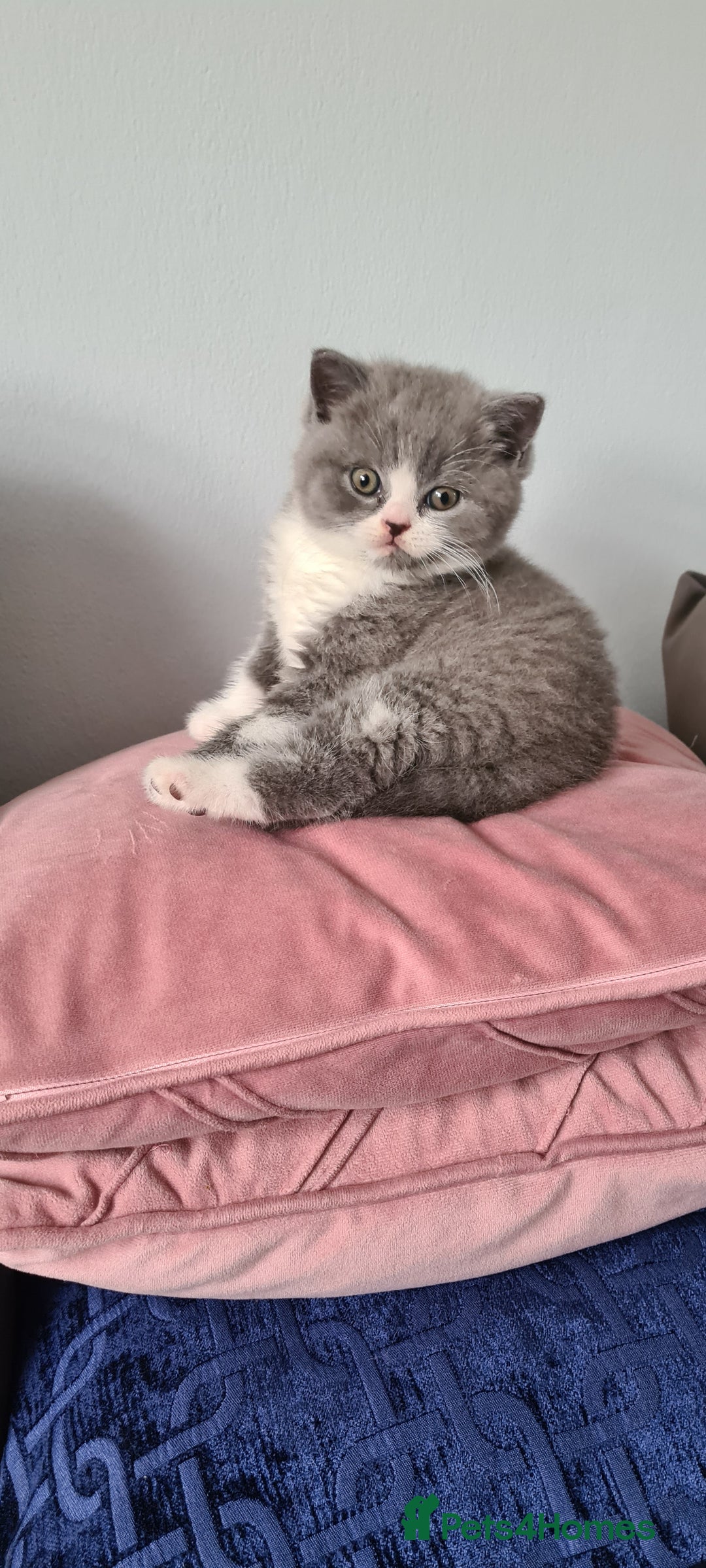 British Shorthair cats for sale: 4 Sweet PEDIGREE kittens - Image 26