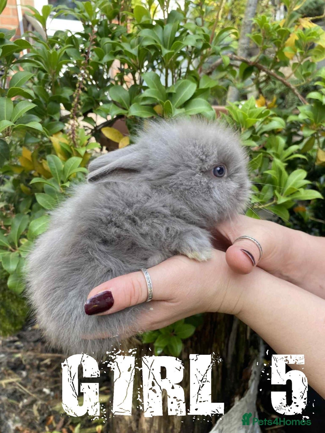 Lionhead rabbits for sale: Pure Breed Fluffy Double Mained Lionhead Kits - Image 5