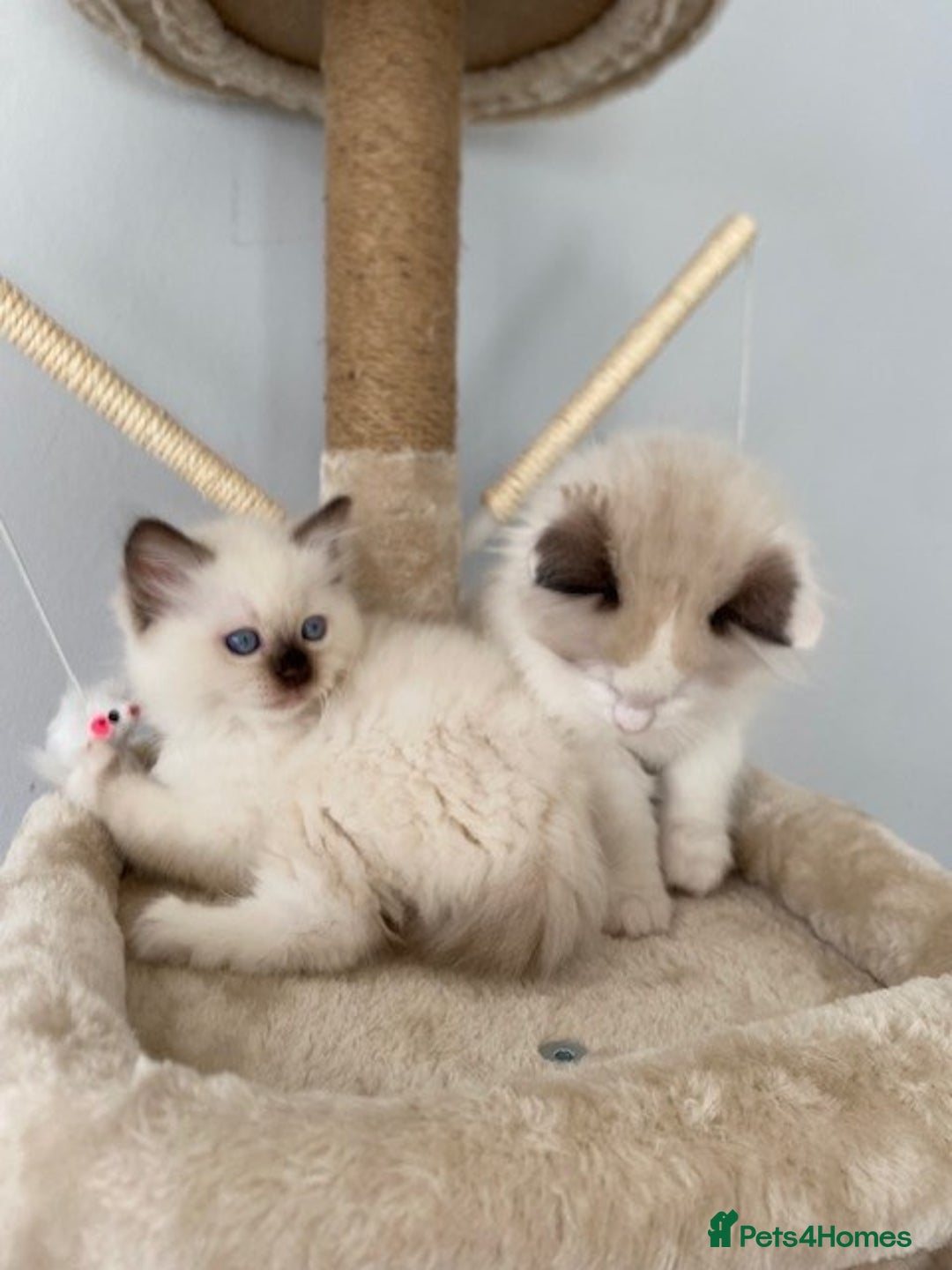 Ragdoll cats for sale: TICA REGISTERED PUREBRED RAGDOLL KITTENS AVAILABLE - Advert 5