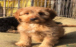 Cockapoo dogs for sale: Beautiful cockapoo f1 puppies - Image 1