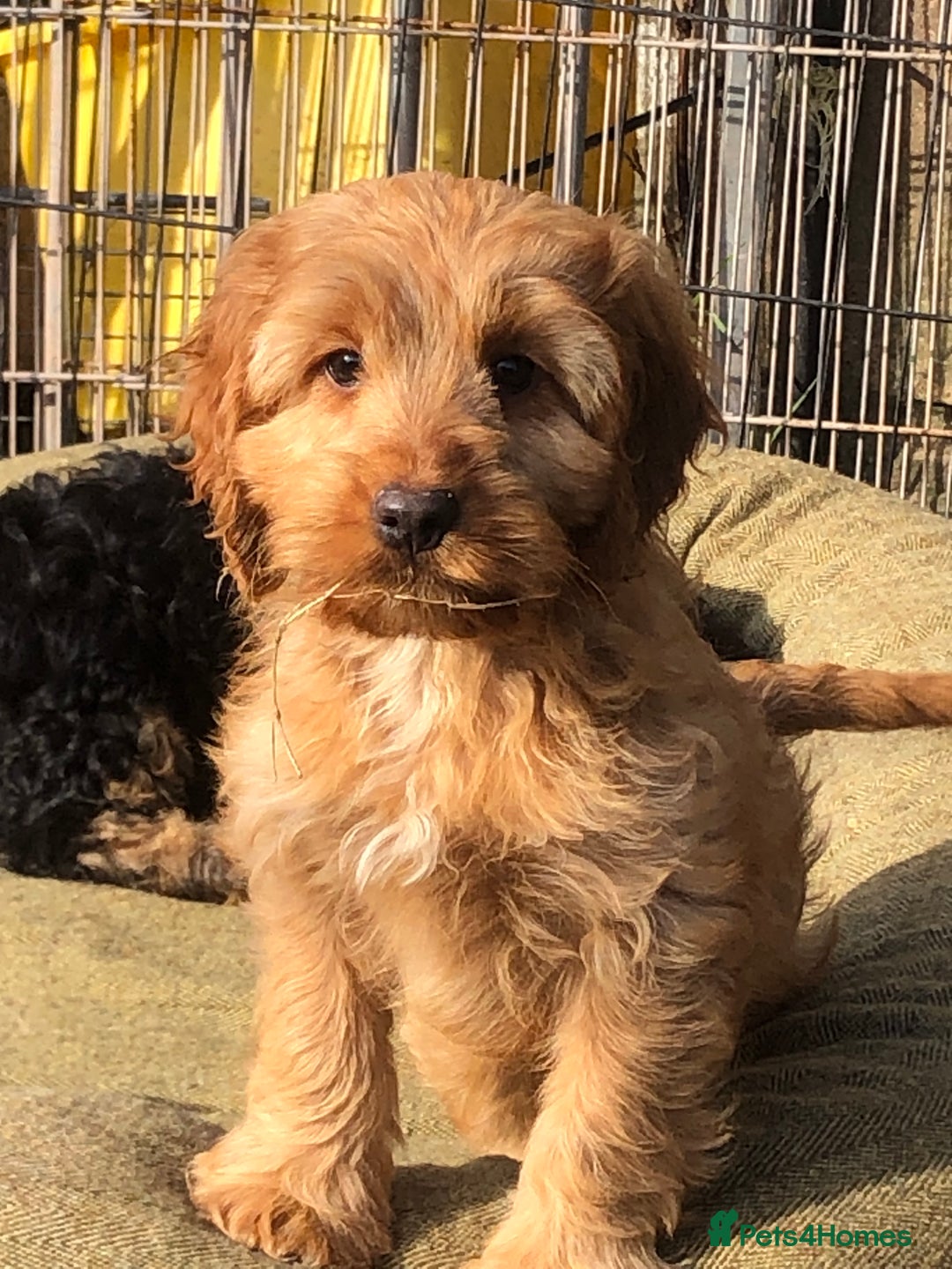 Cockapoo dogs for sale: Beautiful cockapoo f1 puppies - Image 1
