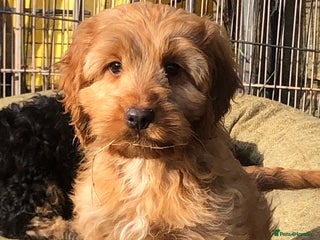 Cockapoo dogs - Advert 1