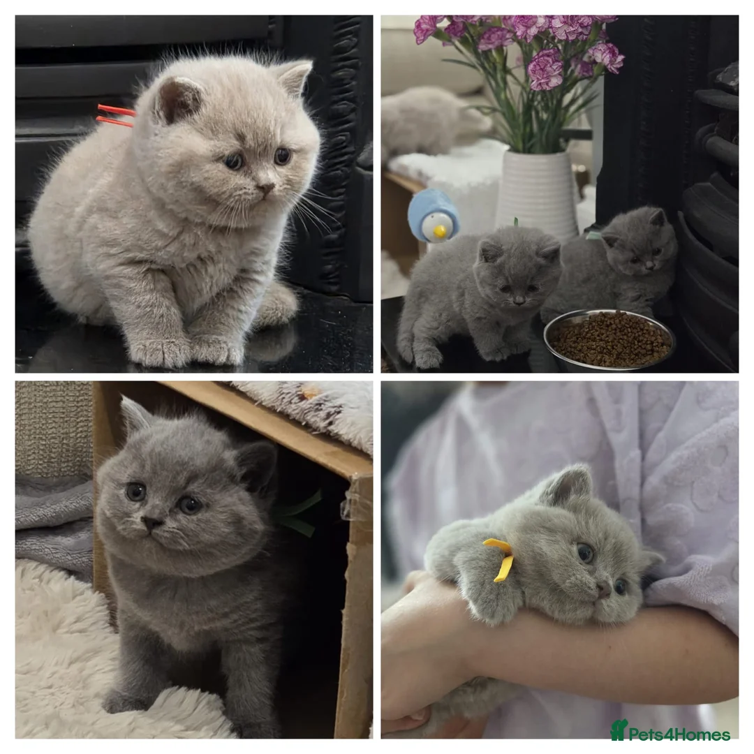 British Shorthair cats for sale: Gorgeous Pure British Shorthair Teddy Bear Kittens - Advert 1