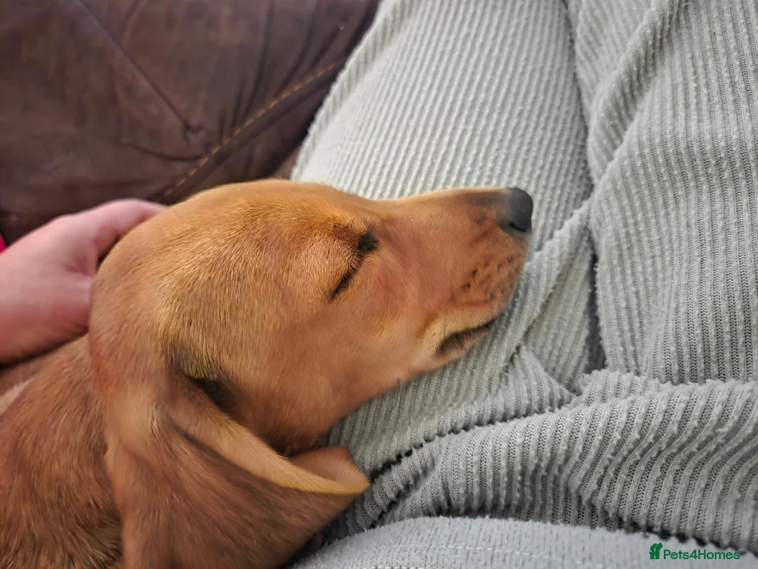 Miniature Dachshund dogs for sale: Fox red in Telford - Advert 7