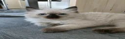 Ragdoll cats for sale: Just one girl left🐾 - Advert 2
