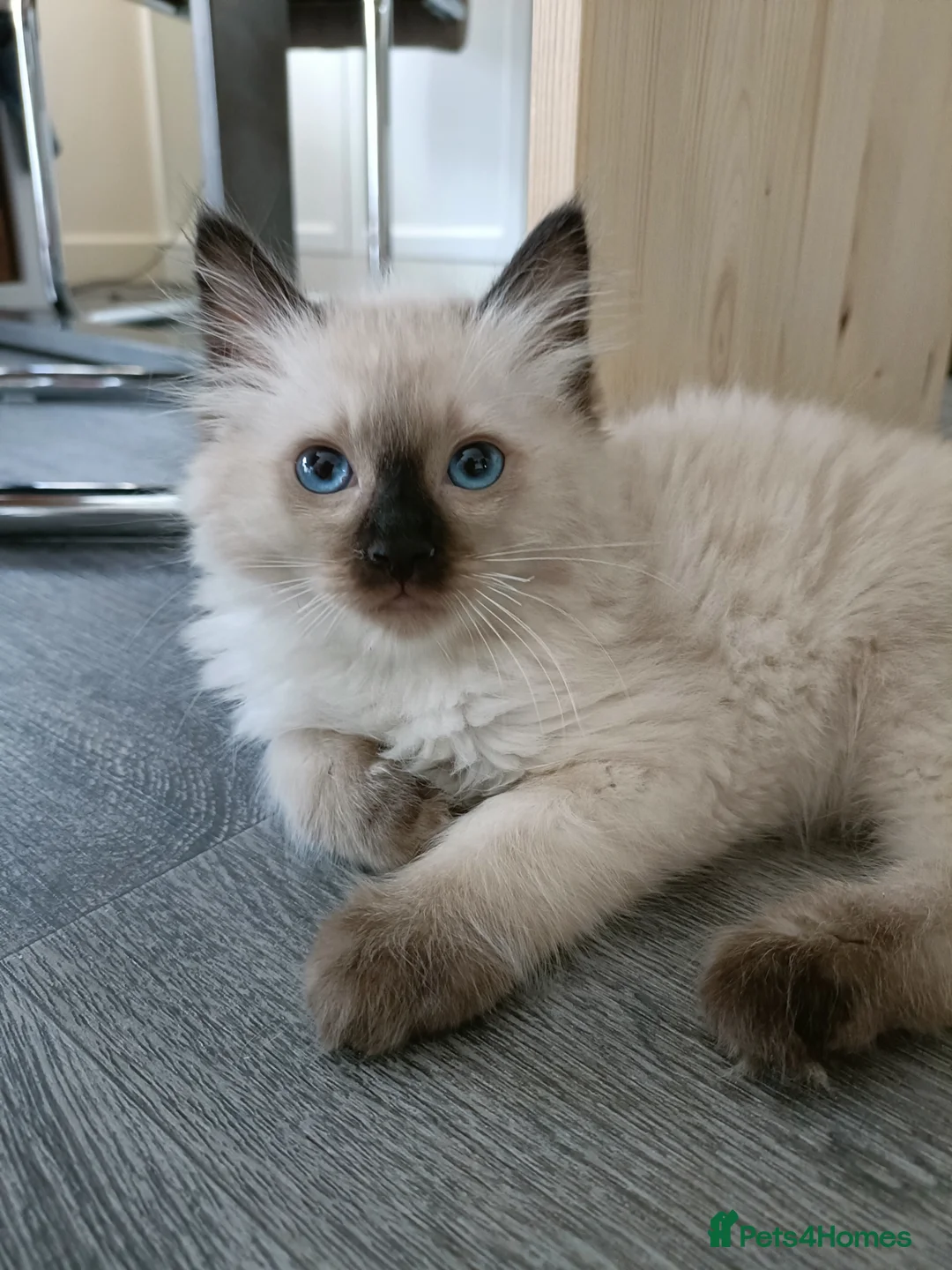 Ragdoll cats for sale: Just one girl left🐾 - Advert 2