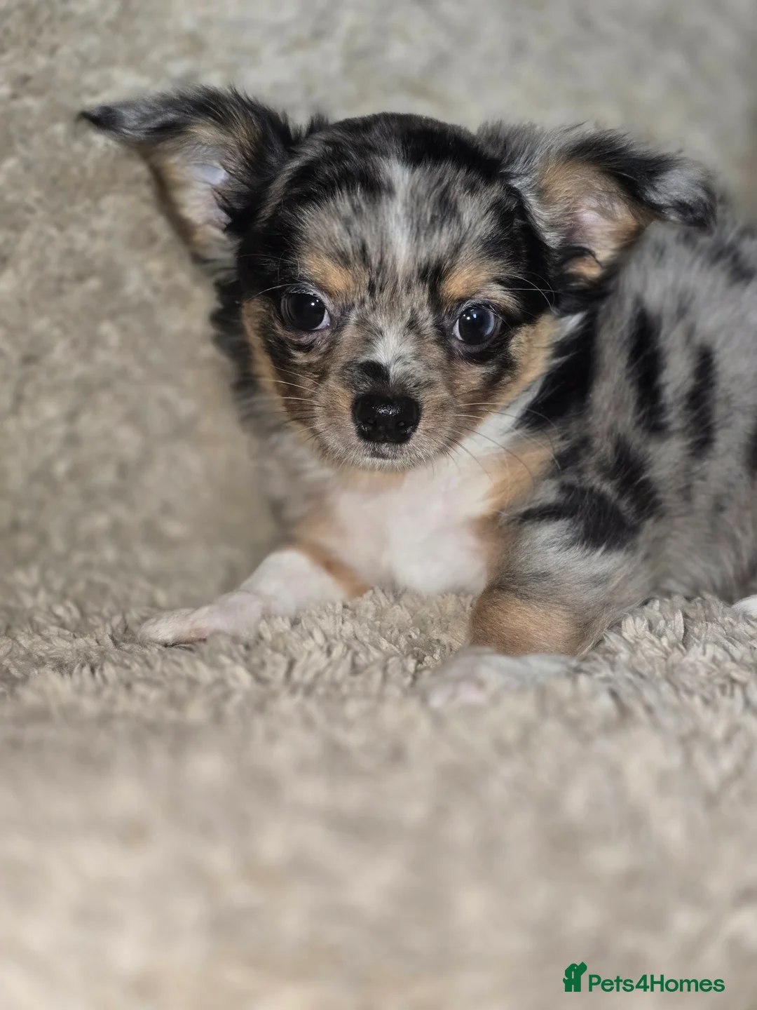 Chihuahua dogs for sale: Chihuahua Puppies in Glasgow - Advert 2