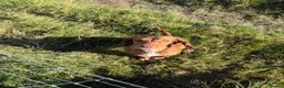 Cocker Spaniel dogs for sale: Re-homing  - Advert 3