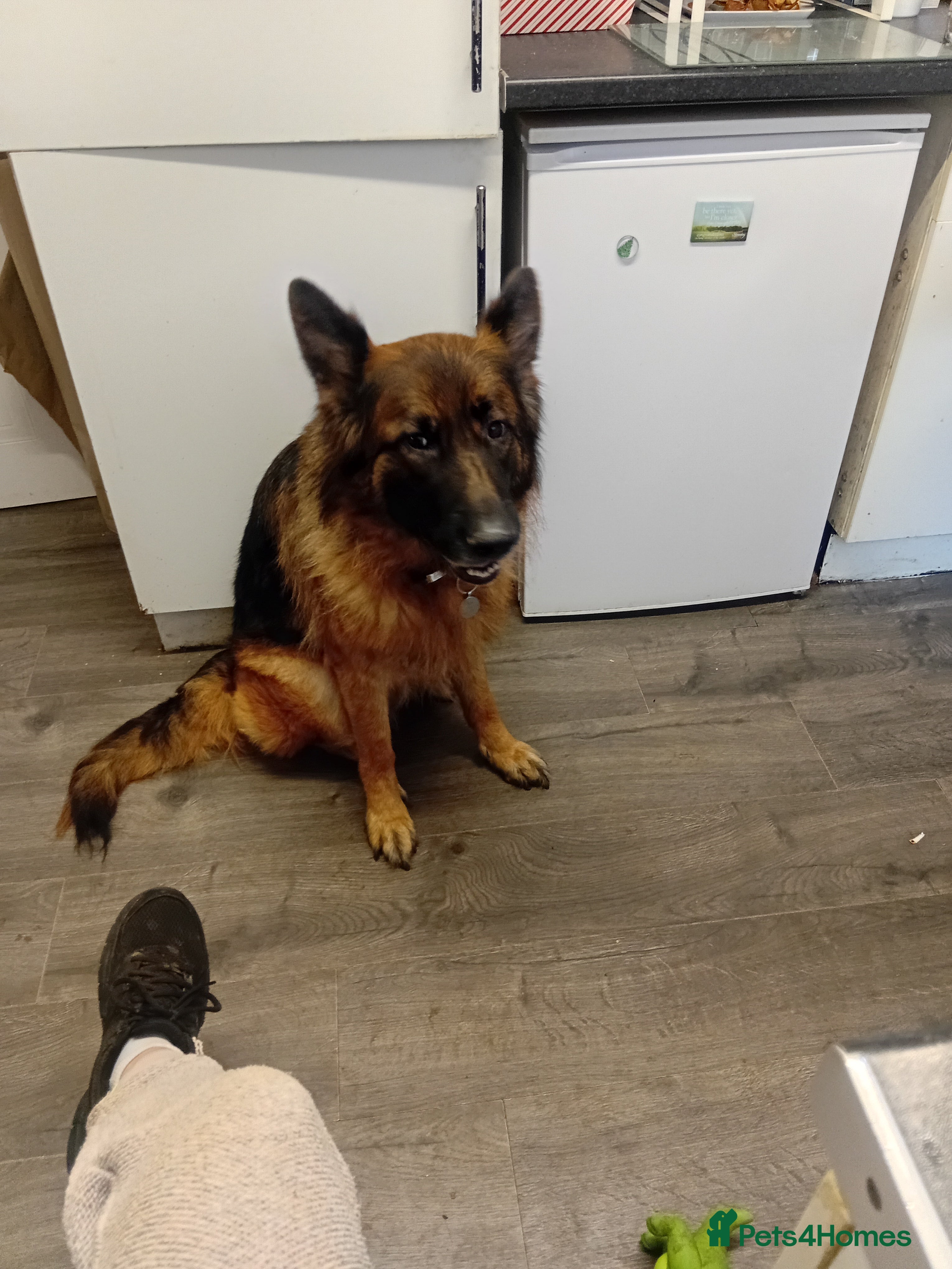 German Shepherd dogs Rehome  - Advert 1