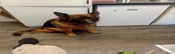 German Shepherd dogs for sale: Rehome  - Advert 1