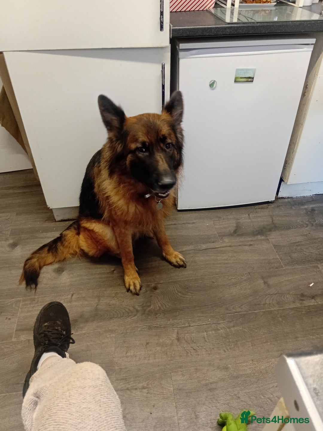 German Shepherd dogs for sale: Rehome  - Advert 1