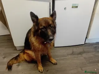 German Shepherd dogs Rehome - Advert 11