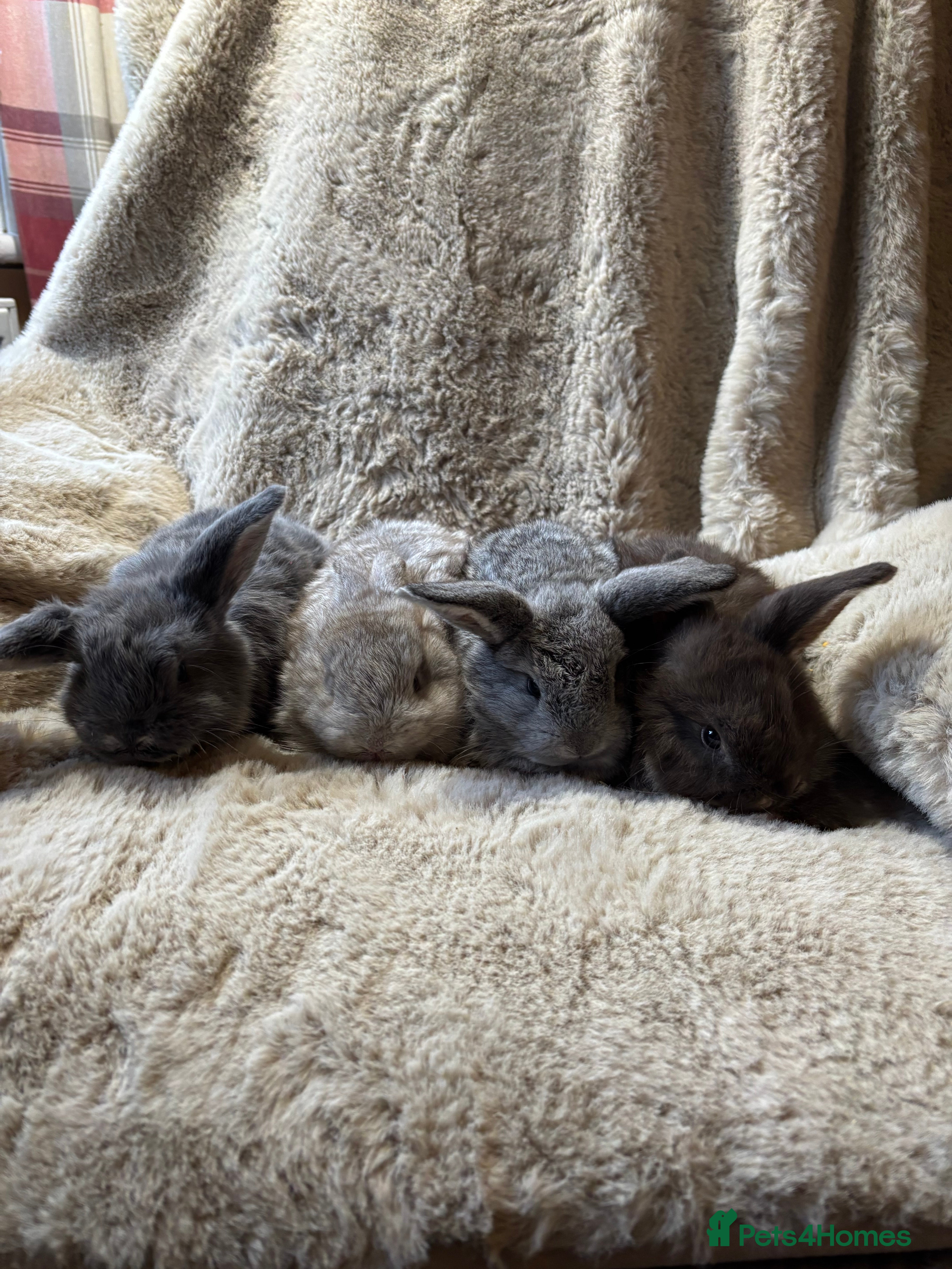 French Lop rabbits 2 boy ,2 girls french lops  - Advert 10