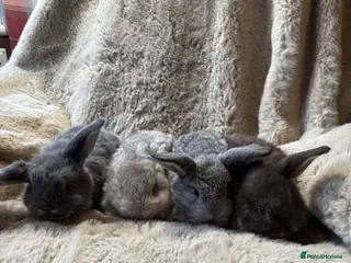 French Lop rabbits 2 boy ,2 girls french lops - Advert 10
