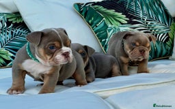 English Bulldog dogs for sale: Champion Bloodlines KC British Bulldogs - Image 15