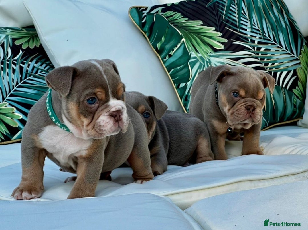 English Bulldog dogs for sale: Champion Bloodlines KC British Bulldogs - Image 15