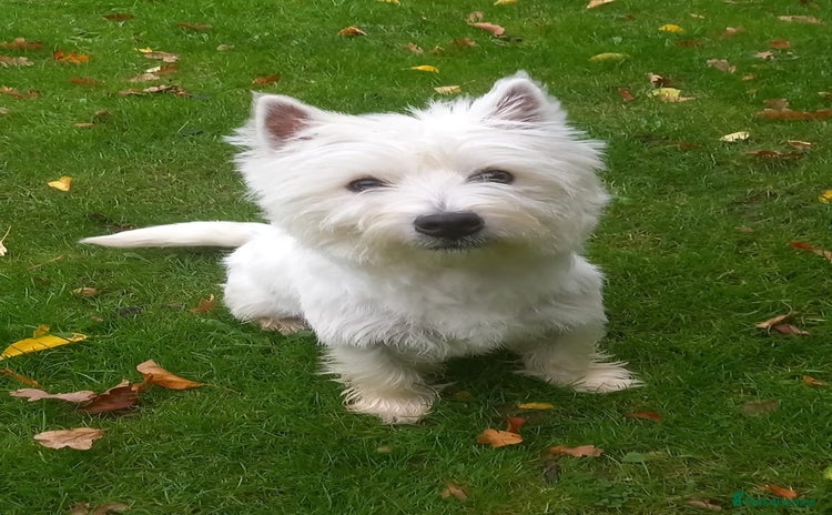 West Highland Terrier dogs - Advert 1