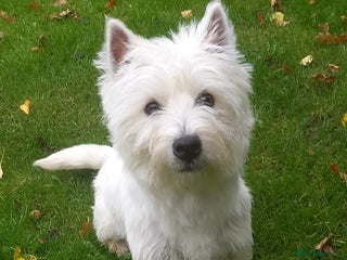 West Highland Terrier dogs - Advert 1