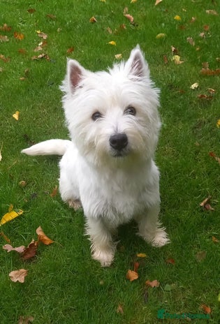 West Highland Terrier dogs - Advert 1