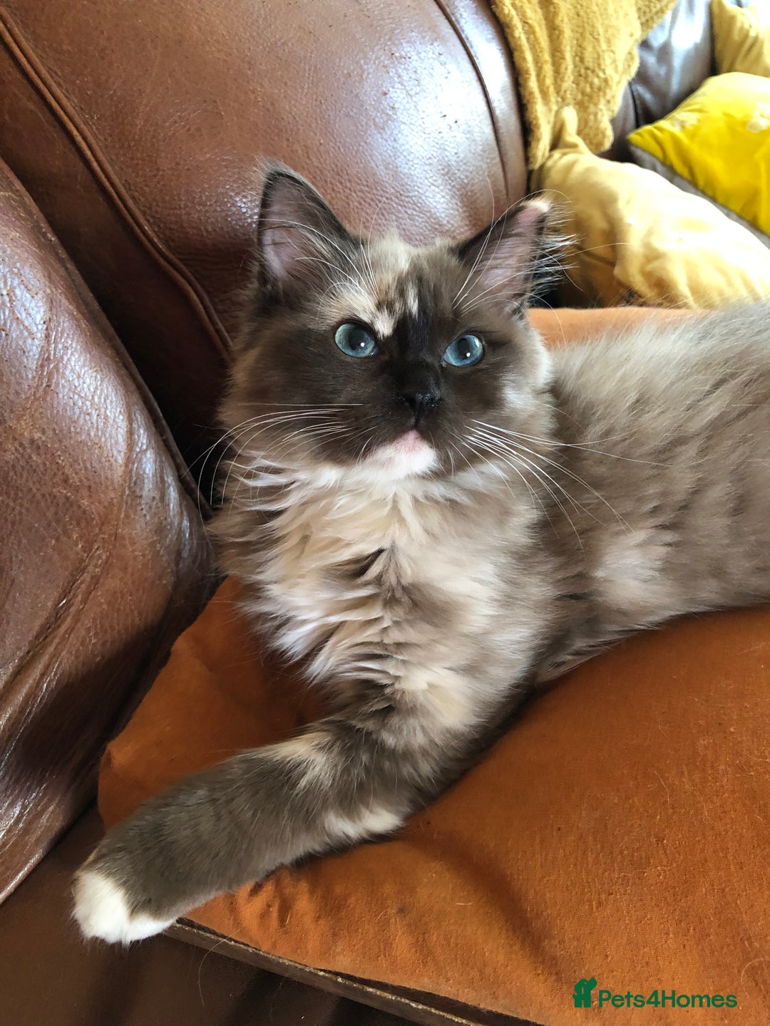 Ragdoll cats for sale: Tica reg seal sepia Cherubim Ragdoll year old girl - Advert 10