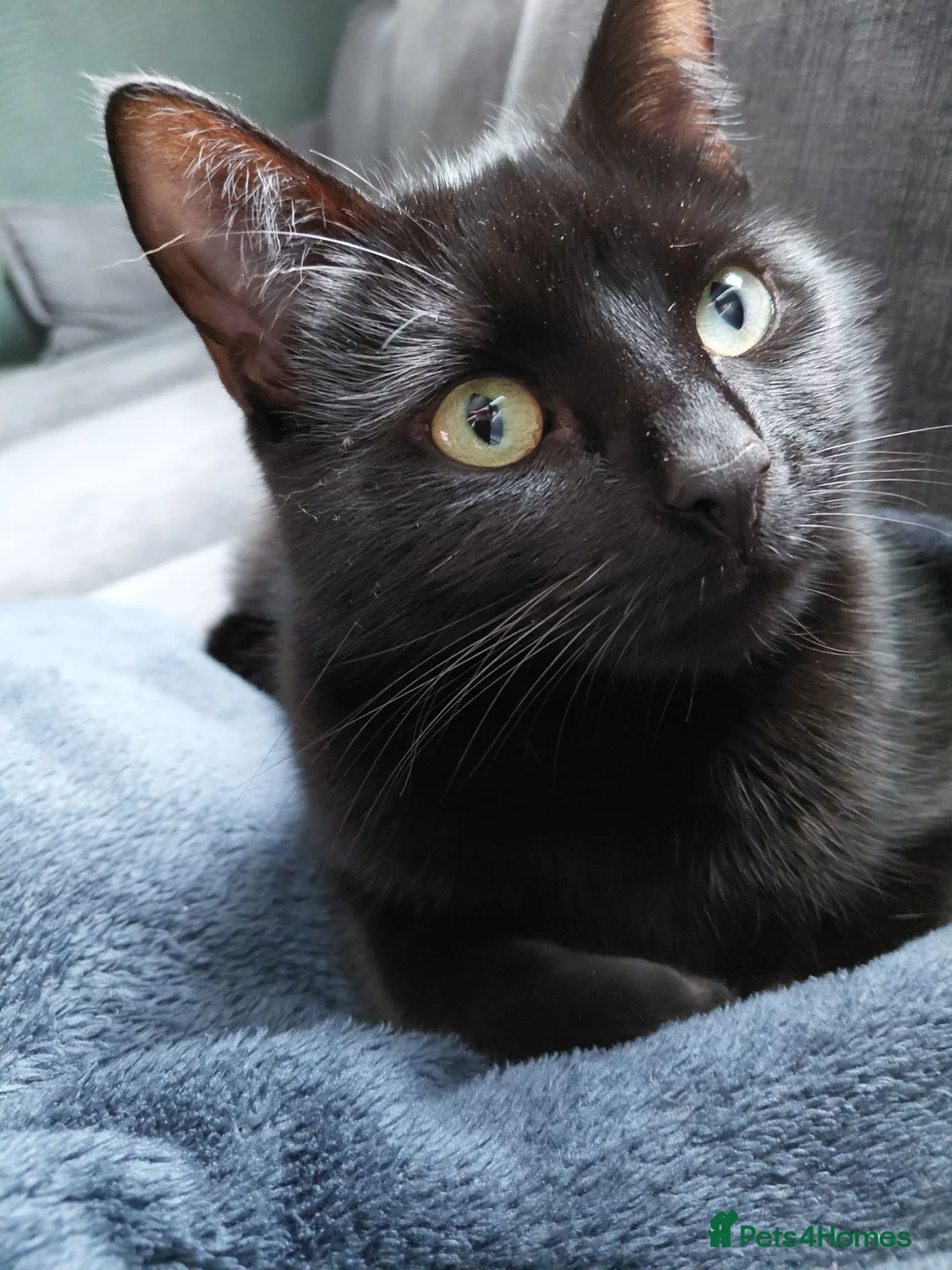 Mixed Breed cats for sale: 4 gorgeous female kittens! in Morpeth - Advert 2