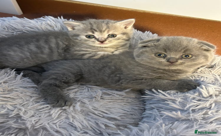 Scottish Fold cats Three Beautiful female Scottish Fold kittens  - Advert 2
