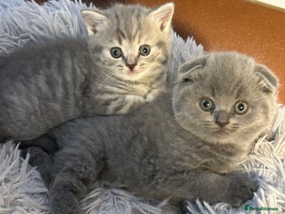 Scottish Fold cats Three Beautiful female Scottish Fold kittens - Advert 10