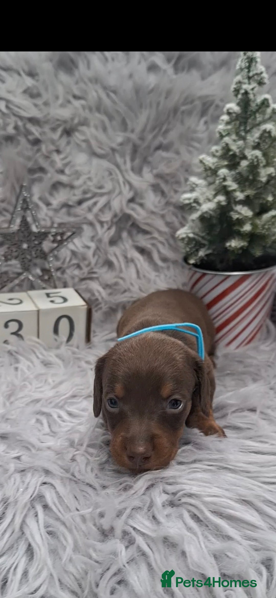 Miniature Dachshund dogs for sale: 5 miniature dachshunds - Advert 4