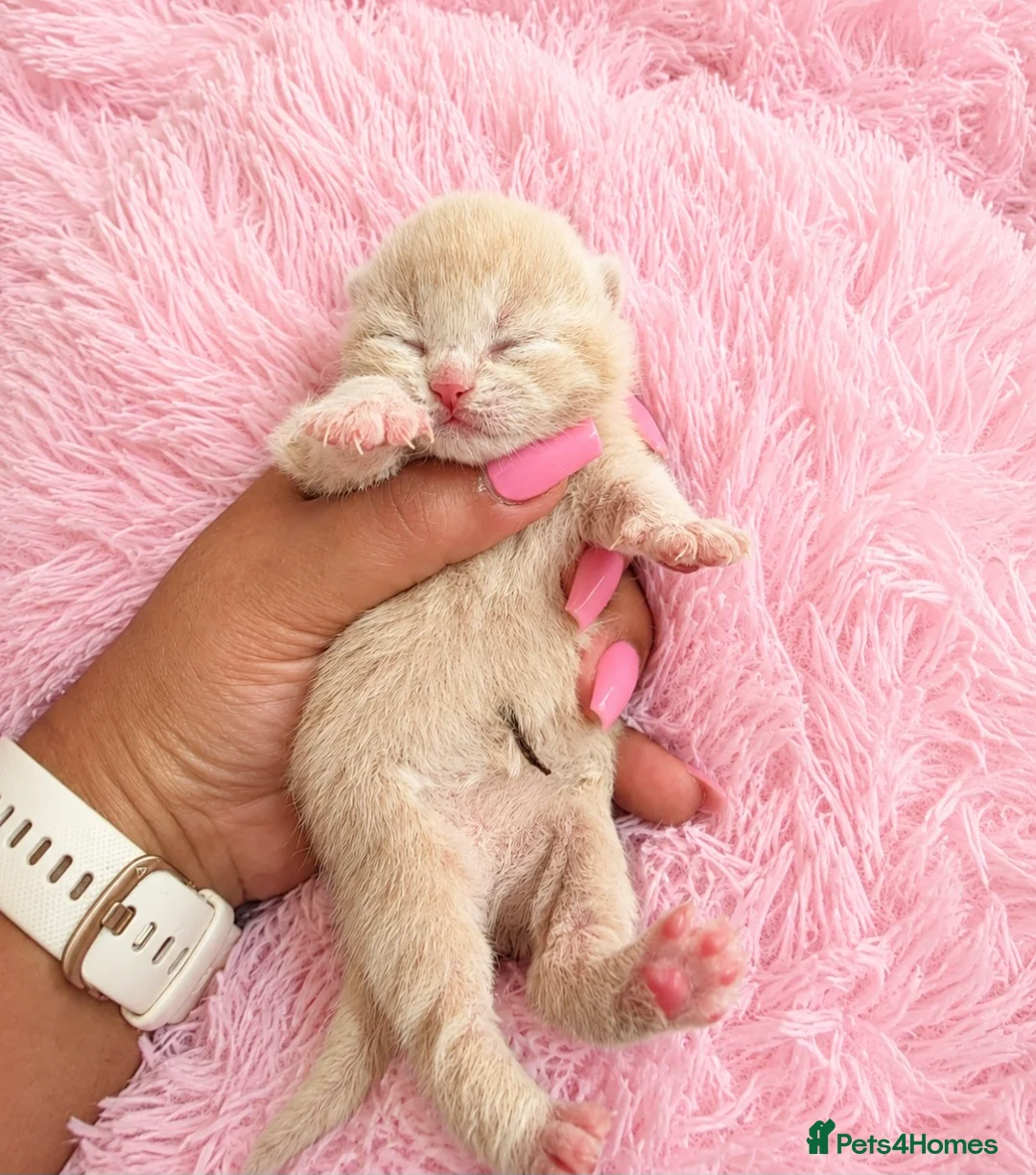 British Shorthair cats for sale: Supreme champion GCCF British Shorthair  - Advert 2