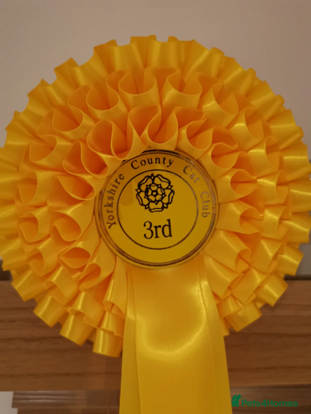 British Shorthair cats for stud: GCCF Registered Active, Blue Cat For Stud. in Sheffield - Advert 3