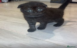 Scottish Fold cats for sale: Beautiful Scottish Fiold/Maine Coon  - Image 1