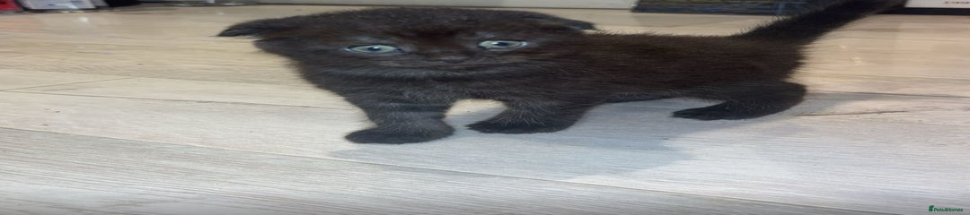 Scottish Fold Kitten 1