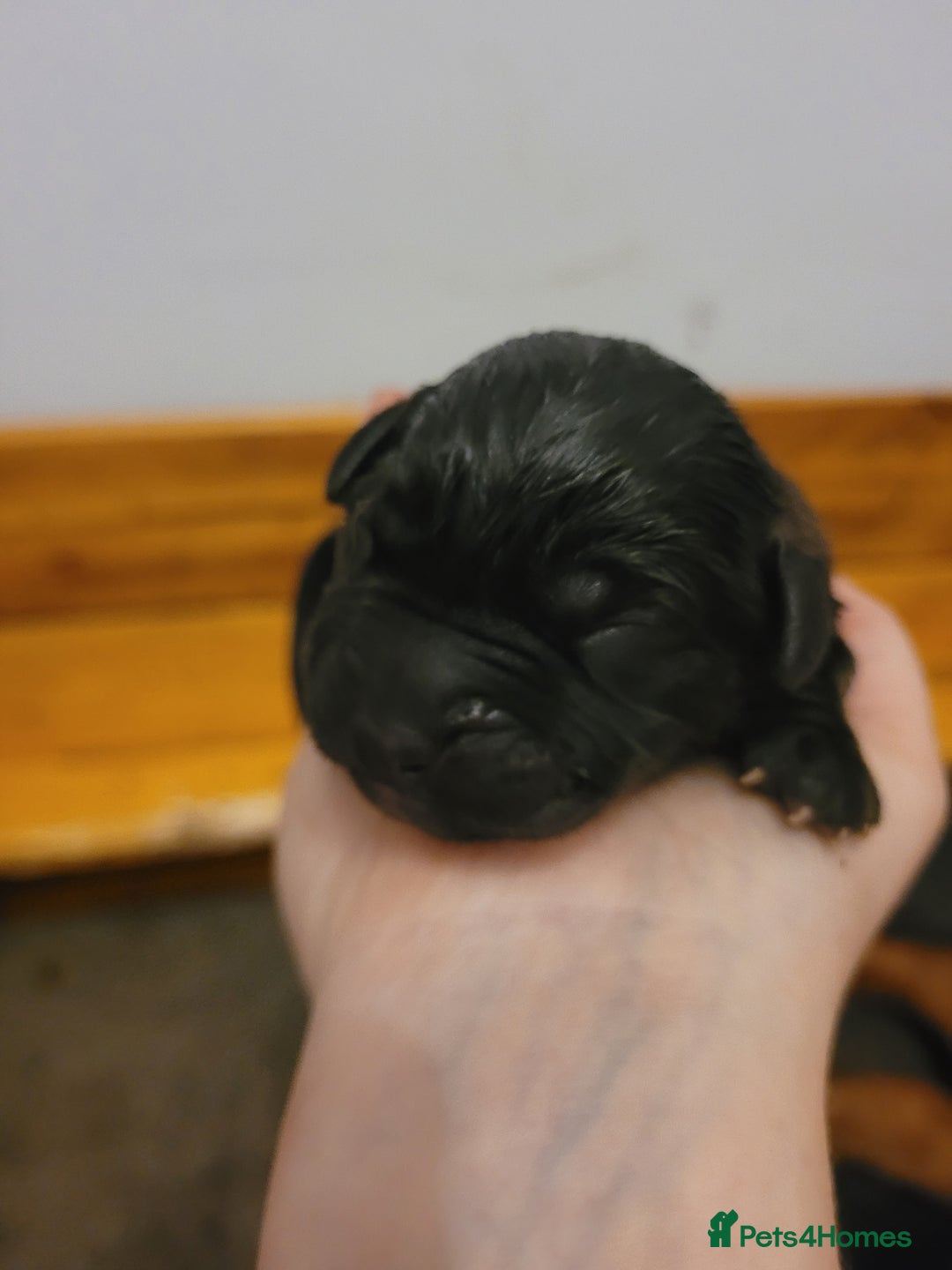 Mixed Breed dogs for sale: 7 Douge De Bordeaux X Presa Canario  - Image 3