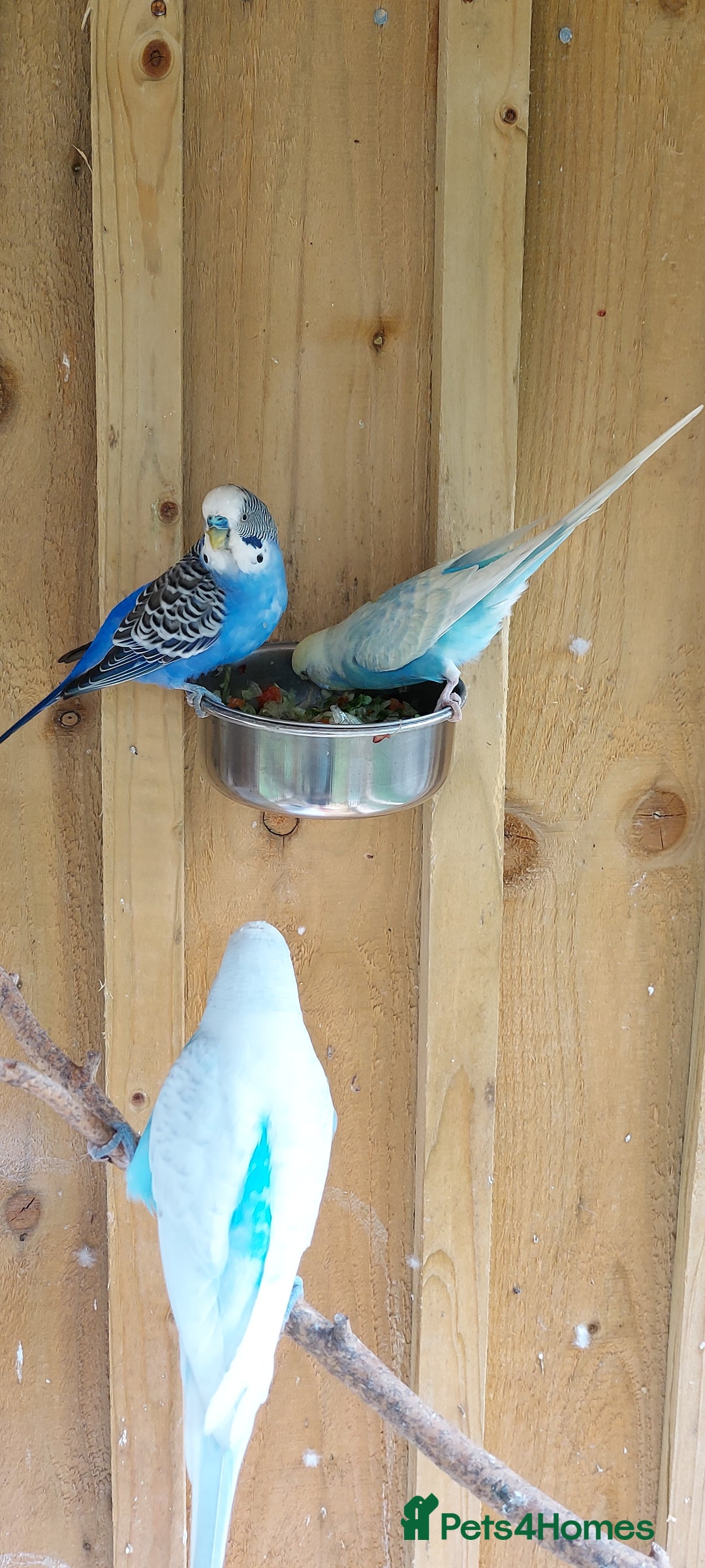Budgerigars birds for sale: Baby Budgies In Warlingham (Ready 10th August) - Image 16