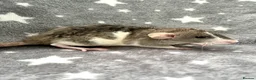 Rat rodents for sale: Baby Dumbo Dwarf Rats Male And Female  - Advert 15