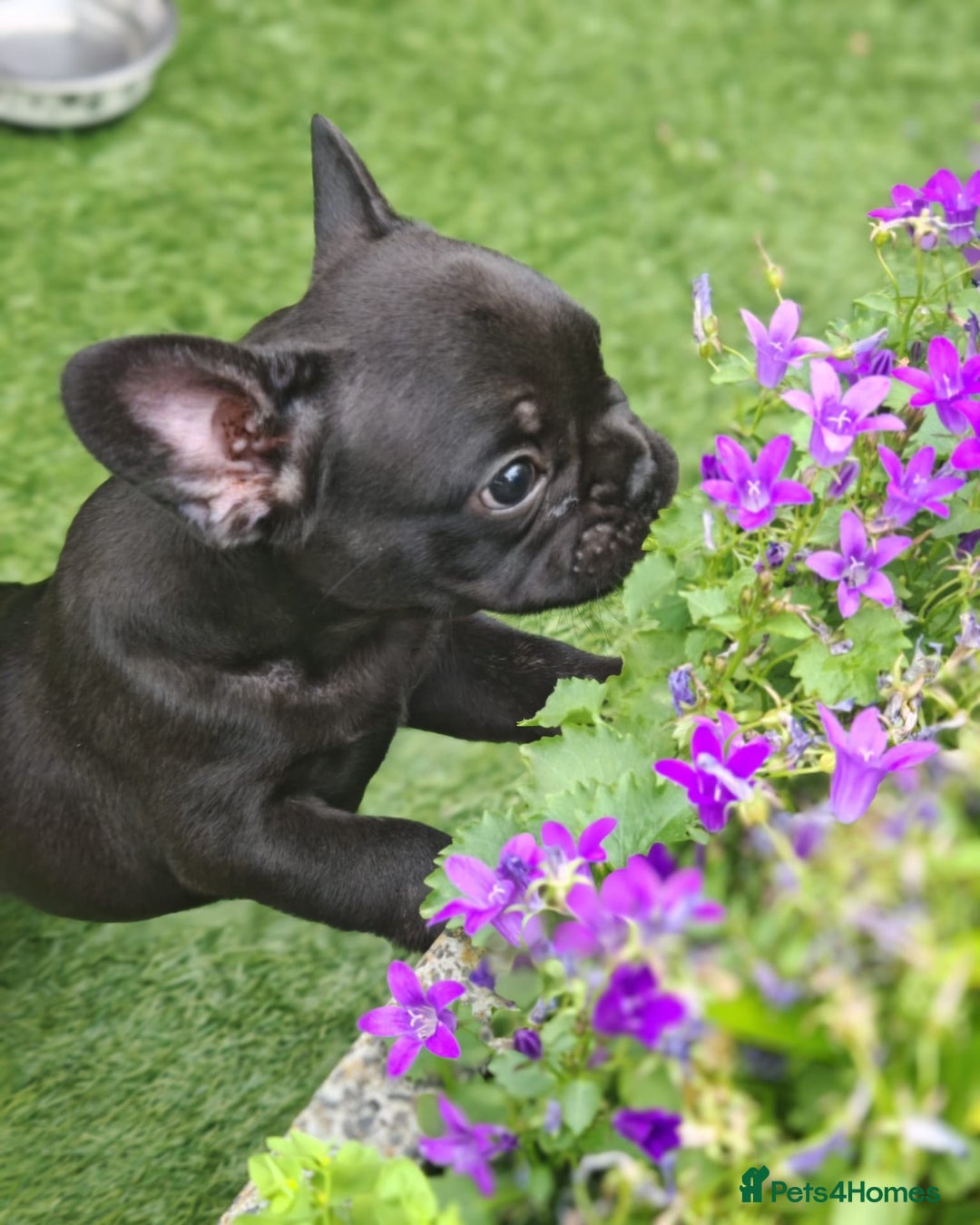 French Bulldog dogs for sale: Our beautiful puppies 😍 - Image 4