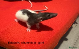 Rat rodents for sale: Baby hooded/variegated/dumbo fancy rats 🩶 - Image 6