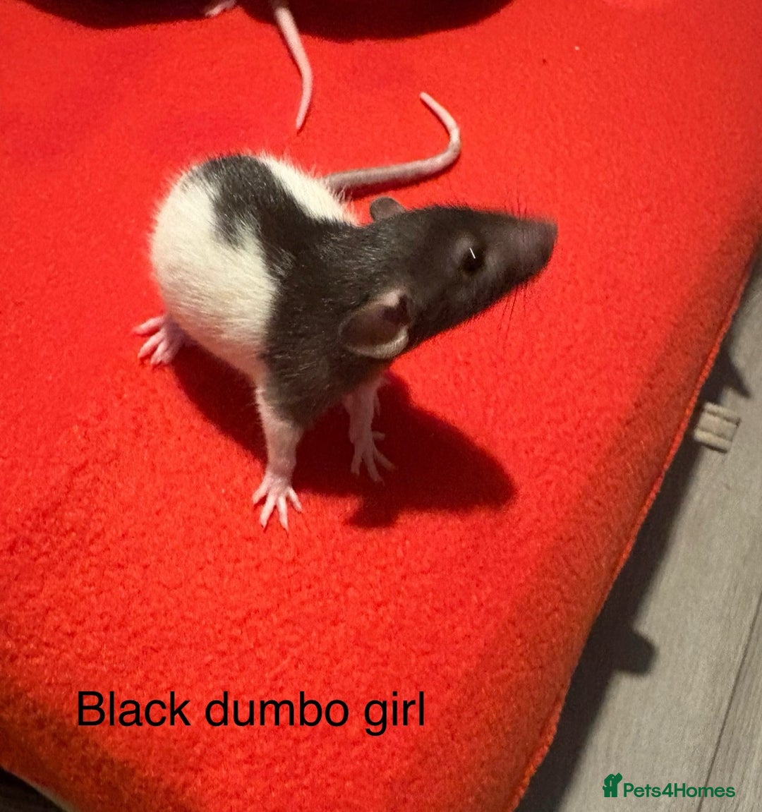 Rat rodents for sale: Baby hooded/variegated/dumbo fancy rats 🩶 - Image 6