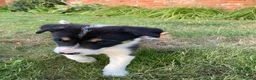 Border Collie dogs for sale: Border collies for sale - Advert 3