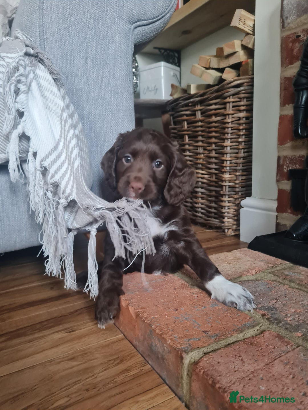 Cocker Spaniel dogs for sale: Exceptional Working Cocker Spaniel Pups – KC Reg - Image 8