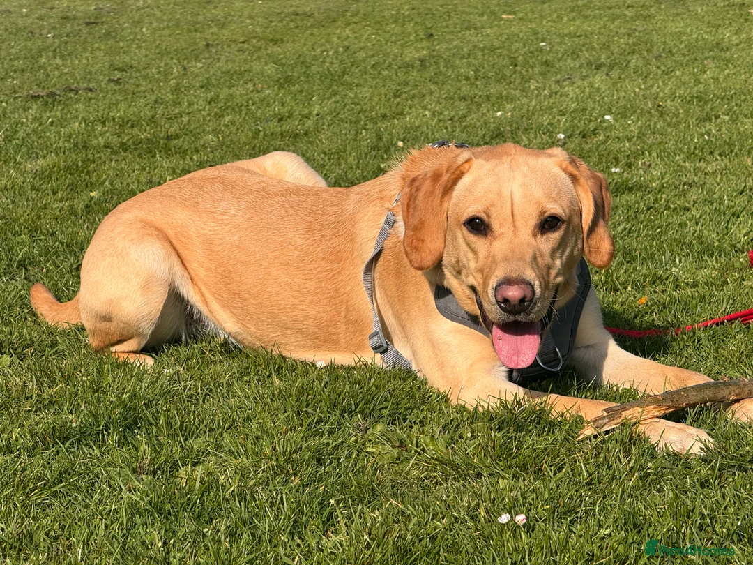 Labrador Retriever dogs for sale: Nala the Labrador retriever  - Advert 4