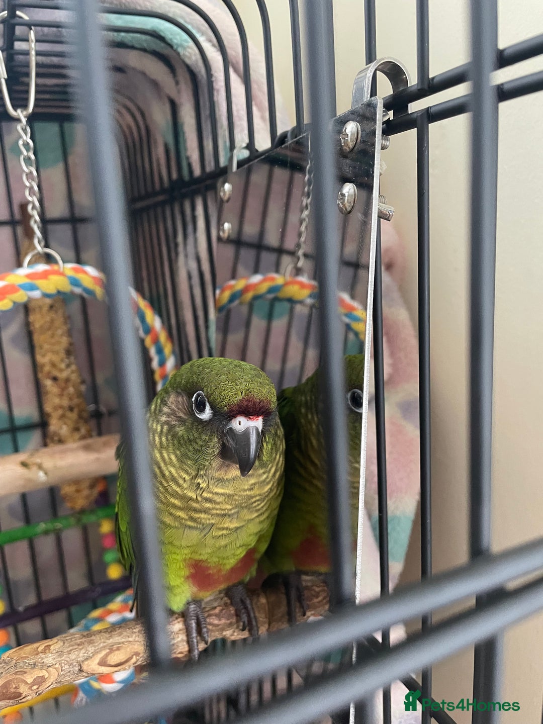 Conures birds for sale: Peanut the Green Cheek conure - Advert 13