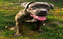 Cane Corso dogs for sale: Cane Corso girl  - Image 1