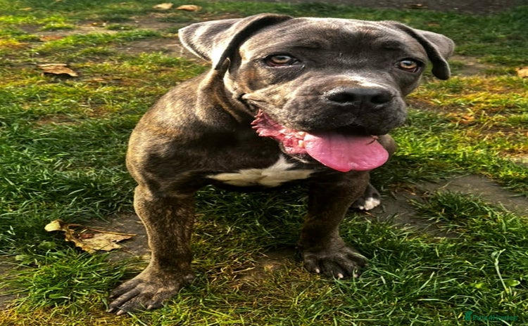 Cane Corso dogs - Advert 4