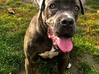 Cane Corso dogs - Advert 29