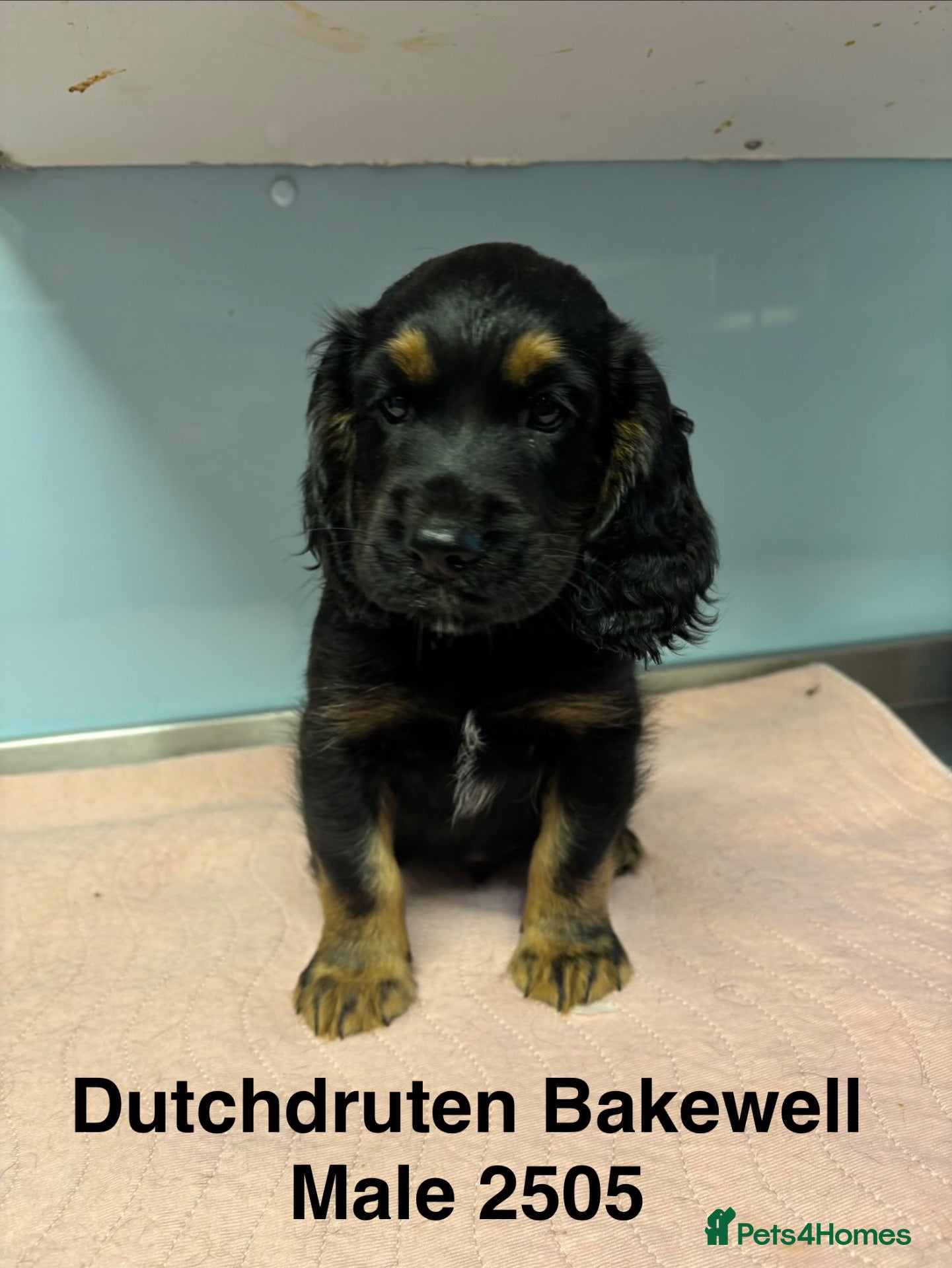 Cocker Spaniel dogs Kc working type cocker spaniels  - Advert 2