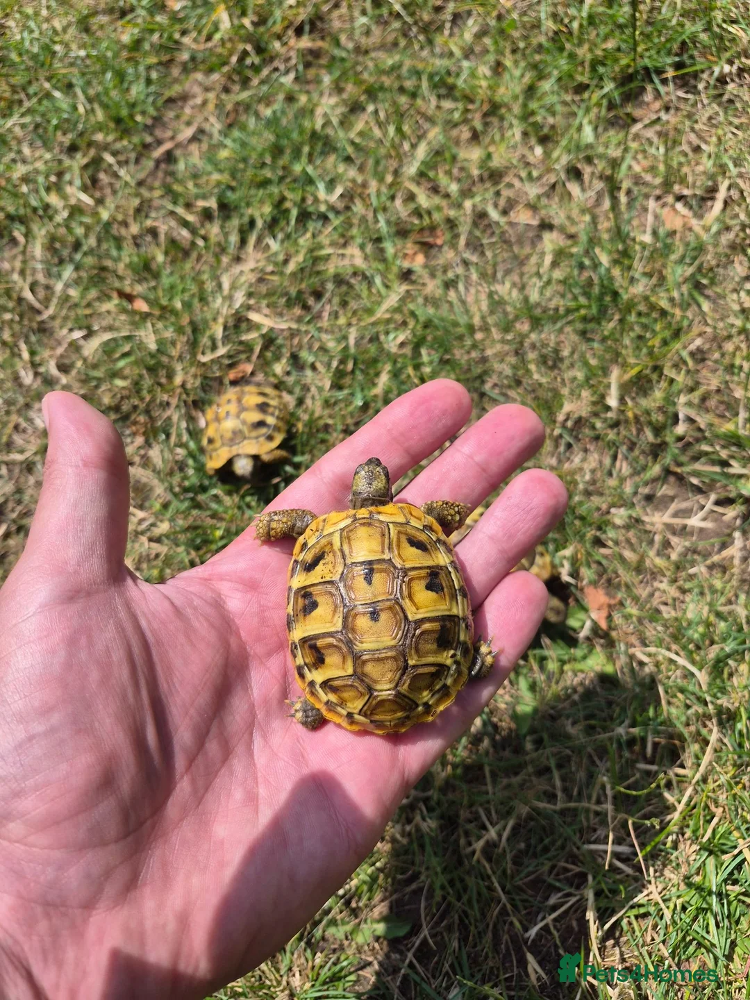 Hermann Tortoise reptiles for sale: Hermann's 2025 hatchlings for sale - Advert 4