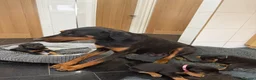Dobermann dogs for sale: Beautiful Dobermann puppies for sale - Advert 5