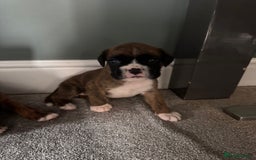 Boxer dogs for sale: KC PEDIGREE BOXER PUPPIES  - Image 20